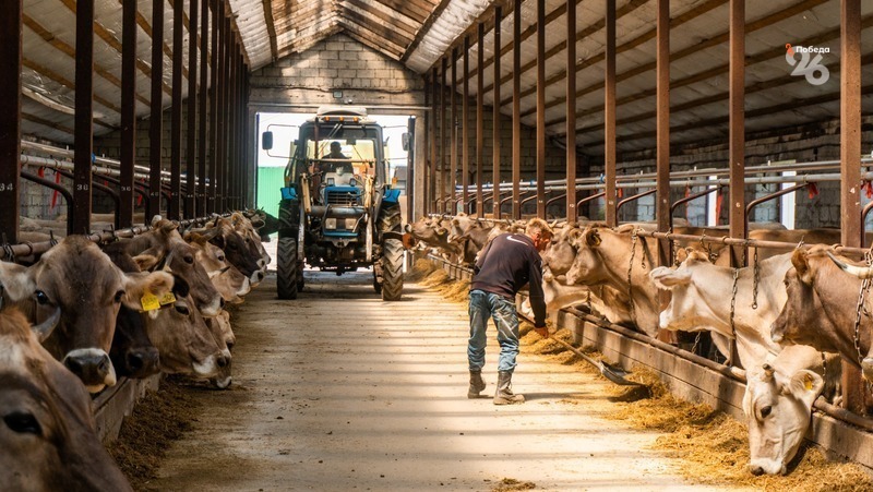 Производители мяса и молока на Ставрополье получат грантовую поддержку в 2023 году