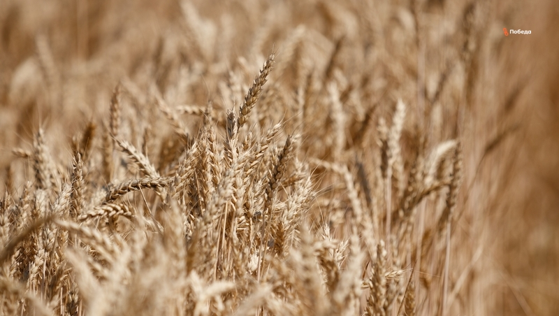 Дмитрий Патрушев и Владимир Владимиров обсудили промежуточные итоги жатвы на Ставрополье