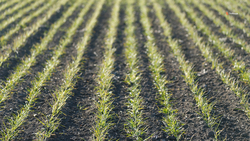 Ставрополье экспортировало за рубеж более 23 тыс. тонн зерна