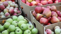На Ставрополье собрали рекордные 57 тыс. тонн яблок