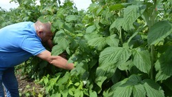 Ставропольским аграриям предоставляют гранты до 4,4 млн рублей