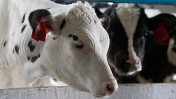 Производство молока увеличилось на Ставрополье в 2023 году