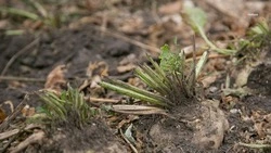 Кочубеевский округ входит в число лидеров региона по темпам сева сахарной свёклы