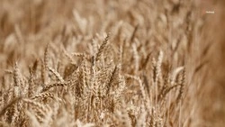 Аграрии Ставрополья получили 9,1 млн тонн пшеницы, убрав 97% полей