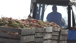 Овощи открытого грунта собрали с 45% ставропольских полей