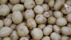 Ставропольские аграрии на 18% увеличили урожай картофеля