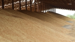 Обеспеченность семенами яровых культур достигает 84,2% на Ставрополье