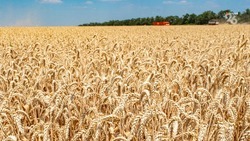 Хлеборобы Ставрополья собрали пять миллионов тонн зерна