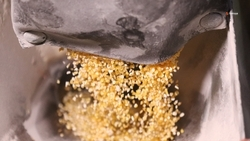 Кочубеевский округ вошёл в число лидеров региона по объёму собранной кукурузы