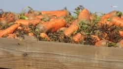 Сельхозпроизводители Ставрополья собрали 4,3 тыс. тонн моркови