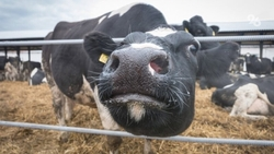 Поддержка фермерства составит свыше 161 млн рублей на Ставрополье