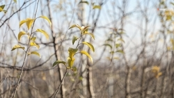 Ученики Кочубеевского округа провели уходные работы в школьном саду