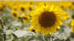 Уборку подсолнечника завершают на Ставрополье