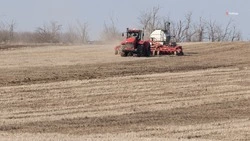 Запас препаратов для защиты полей от саранчи сформировали на Ставрополье