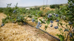 В Кочубеевском округе приступают к созданию мультиягодного кластера