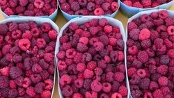 Садоводы Кочубеевского округа готовятся к сбору урожая ягод