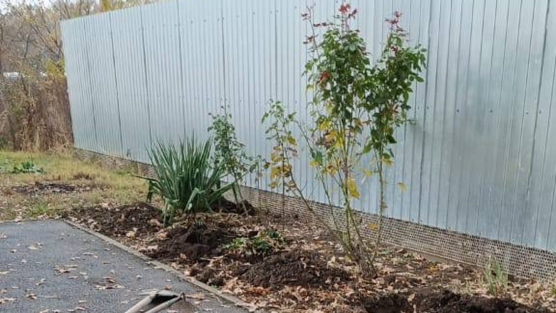 Жители Кочубеевского округа высадили розы около Дома культуры 