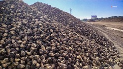 Аграрии Ставрополья собрали свыше 580 тыс. тонн сахарной свёклы
