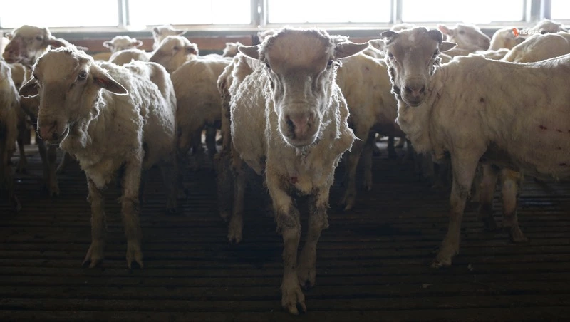 Овцеводы Ставрополья планируют вырастить 360 тыс. ягнят в 2026 году