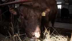 На Ставрополье сформирован достаточный запас кормов для зимовки сельхозживотных