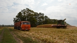 План по севу ранних яровых на Ставрополье выполнили на 25%