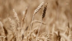Валовой сбор зерновых в Кочубеевском округе превысил 94 тыс. тонн