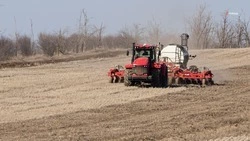 Подсолнечник занял 100 тыс. га ставропольских полей