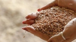 Ставропольские аграрии заготовили 58 тыс. тонн семян