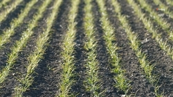 Озимые взошли на 92% полей Ставрополья