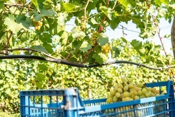 Порядка 4 тонн винограда с 1 га ежегодно собирают в ставропольском хуторе