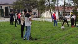 Школьники Кочубеевского округа высадили 20 берёз в рамках патриотической акции