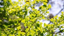 Более 200 катальп высадили в Кочубеевском округе благодаря нацпроекту