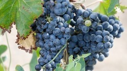На Ставрополье собрали рекордный урожай винограда