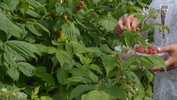 Урожай на полях Ставрополья не пострадал из-за непогоды