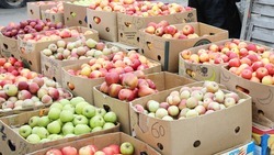 Аграрии Ставрополья намерены передать на хранение почти 60 процентов собранных яблок