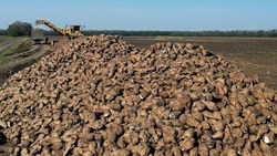 На Ставрополье переработали более 520 тыс. тонн сахарной свёклы