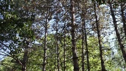 Около 22 тыс. ондатр обитает на Ставрополье - минприроды края