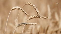 Свыше 1 млн тонн зерновых собрали на Ставрополье