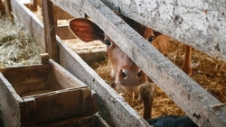 Делегация Ставрополья посетила животноводческие предприятия Белоруссии