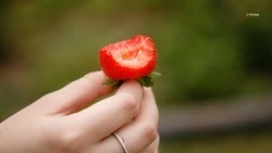 Ягодный кластер появится в Кочубеевском округе благодаря инвестициям