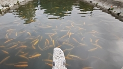 Форелеводческое хозяйство откроют в Кочубеевском округе