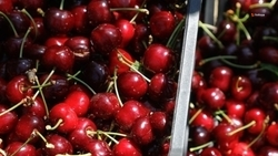 Первые 6 тонн черешни собрали на Ставрополье 