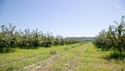 Более 135 тонн груши собрали на Ставрополье