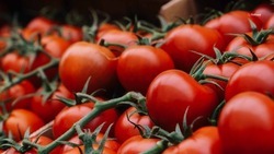 Для производителей тепличных овощей на Ставрополье господдержку увеличили в 2,8 раза