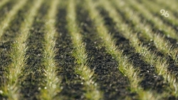 Аграрии Ставрополья засеют 985 га отечественной сахарной свёклой