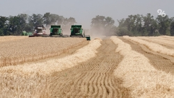 В Кочубеевском округе завершили уборку ячменя и гороха