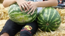 Аграрии Ставрополья уже собрали более тонны арбузов