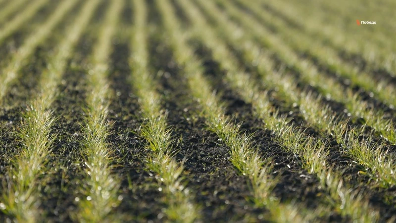 На Ставрополье аграрии закончили первую подкормку озимых