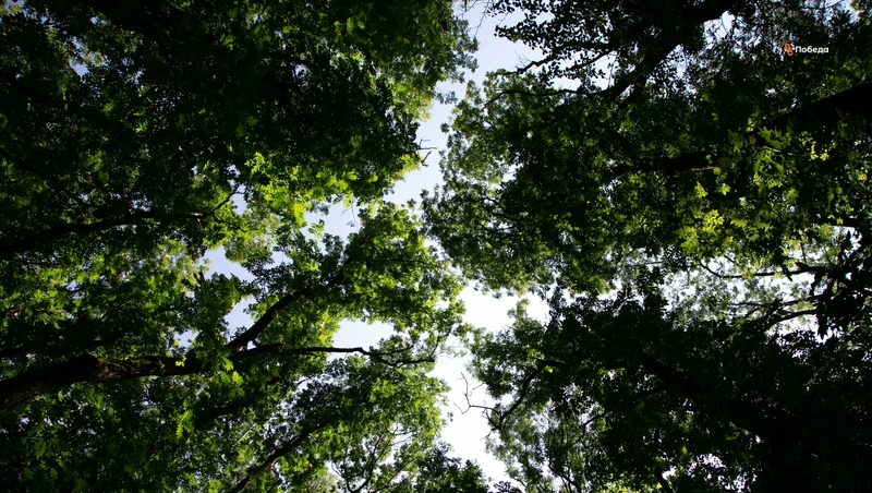 Кочубеевский округ Ставрополья закупил клёны «глобозум» на 2,3 млн