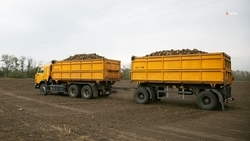 Аграрии Кочубеевского округа собрали 518 тыс. тонн сахарной свёклы